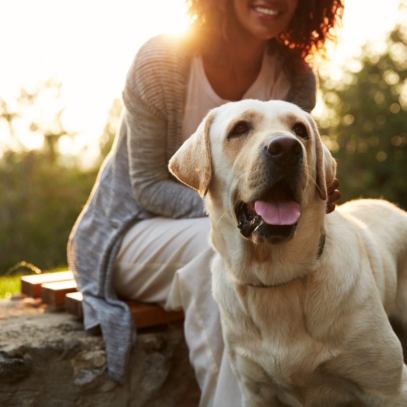 Pet-Insurance Pet Insurance